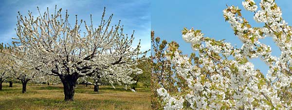 cerezo_en_flor