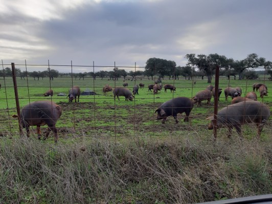 D34C3C58-51D0-42BA-8A8A-6BFCEE8318A6